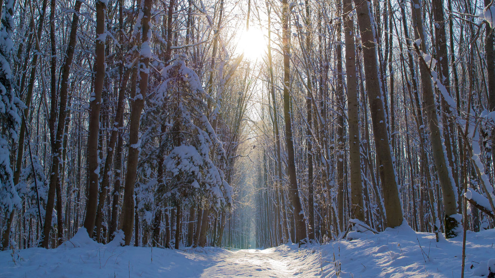 forest snow winter